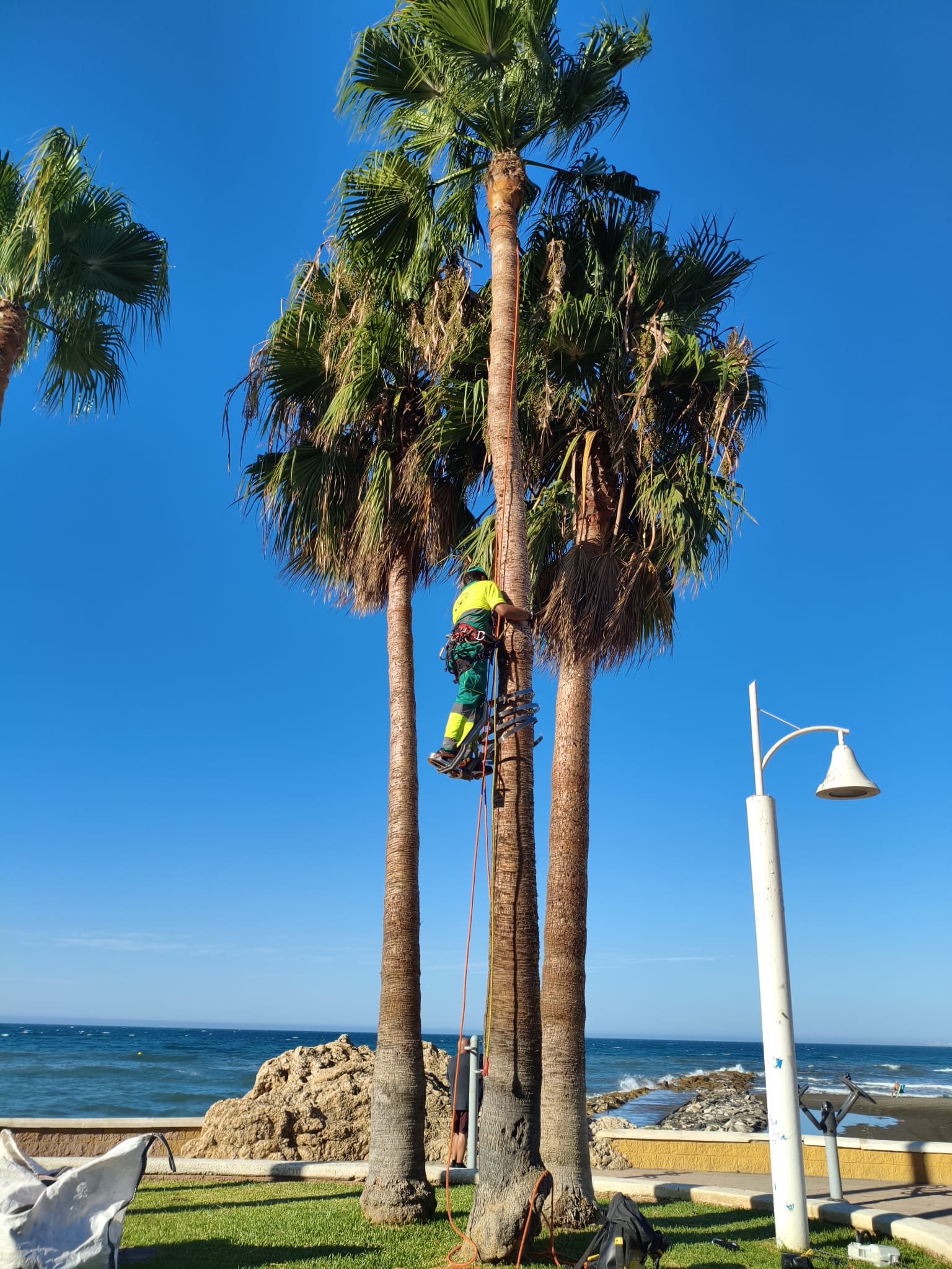 poda palmera